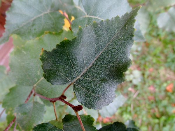 downy birch / Betula pubescens: The leaves of _Betula pubescens_ are generally hairy when young; their teeth are less acute than those of _Betula pendula_.