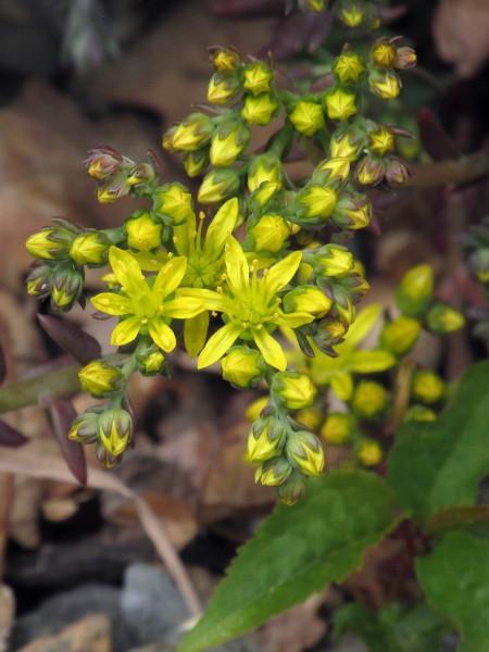 reflexed stonecrop / Petrosedum rupestre: Flowers