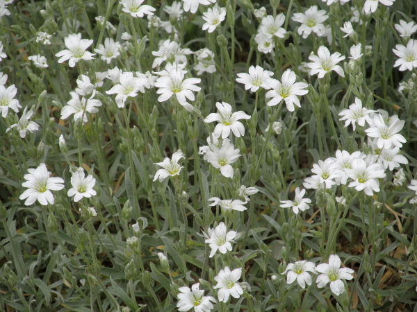 snow-in-summer / Cerastium tomentosum: _Cerastium tomentosum_ differs from other species in the genus by its dense grey tomentum of matted hairs.