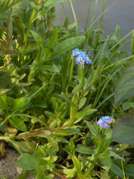 water forget-me-not / Myosotis scorpioides: _Myosotis scorpioides_ grows in wet ground, sometimes even in standing water.