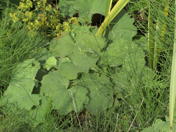 soft lady’s-mantle / Alchemilla mollis: _Alchemilla mollis_ is a popular garden plant native to the Balkans and the Near East.