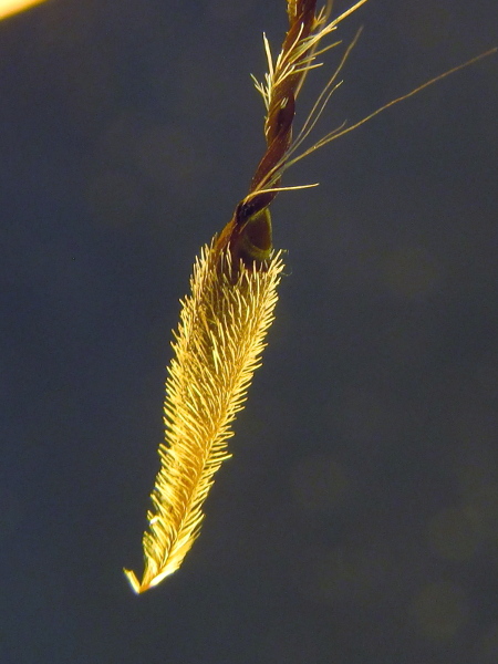 common storksbill / Erodium cicutarium