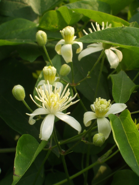 traveller’s joy / Clematis vitalba: _Clematis vitalba_ is a common and widespread scrambling plant, native to the southern half of England and peripheral parts of Wales, but also naturalised elsewhere.