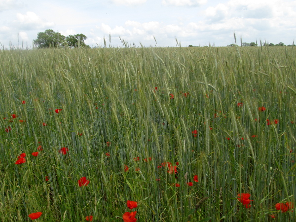 rye / Secale cereale: _Secale cereale_ is a minor cereal crop, mostly grown for the production of biogas through anaerobic digestion.