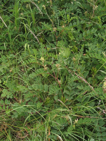 wild liquorice / Astragalus glycyphyllos