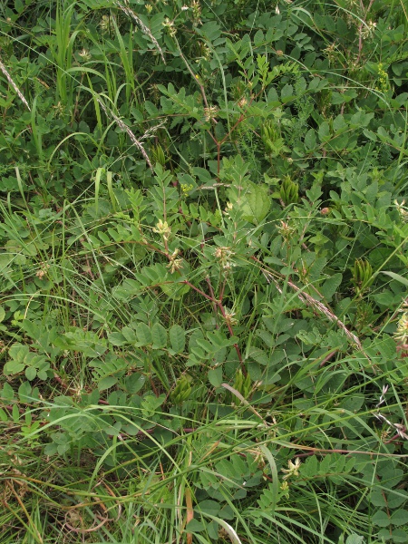 wild liquorice / Astragalus glycyphyllos: _Astragalus glycyphyllos_ is a fleshy herb of calcareous grassland and scrub.