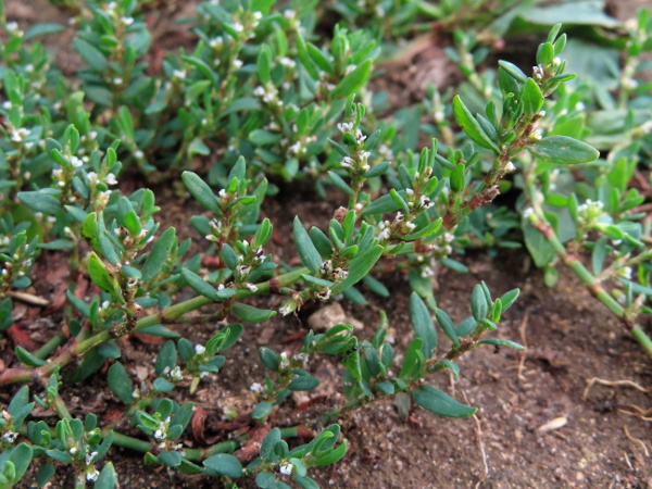equal-leaved knotgrass / Polygonum depressum