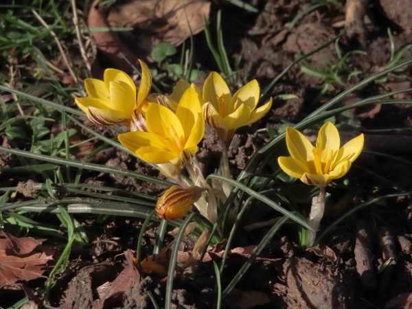 yellow crocus / Crocus × luteus: _Crocus_ × _luteus_ is a yellow-flowering crocus produced by hybridisation between _Crocus angustifolius_ and _Crocus flavus_.