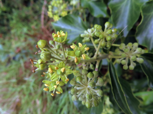 common ivy / Hedera helix