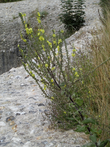 hoary mullein / Verbascum pulverulentum: _Verbascum pulverulentum_ is native to East Anglia, but also occurs as a garden escape outside that area.