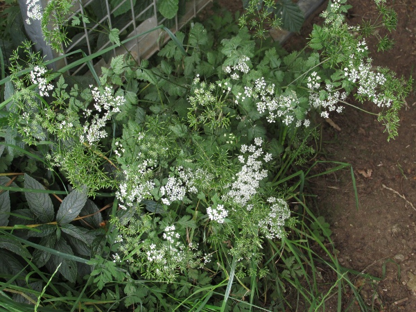 rough chervil / Chaerophyllum temulum: _Chaerophyllum temulum_ grows along woodland edges across England, Wales and some low-lying parts of Scotland;  in Ireland, it exists only as an introduction.