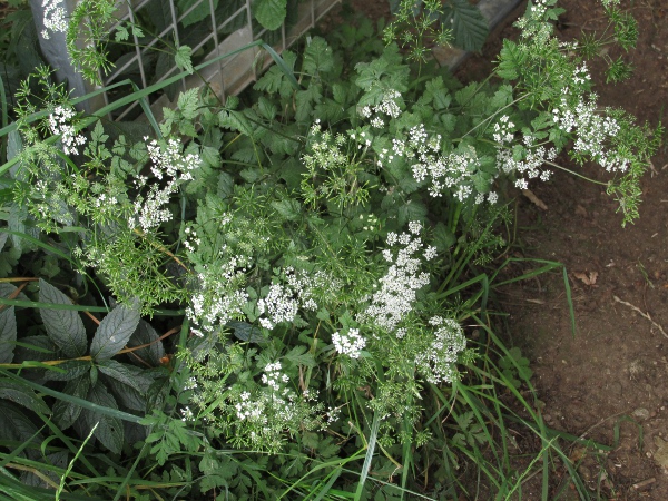 rough chervil / Chaerophyllum temulum