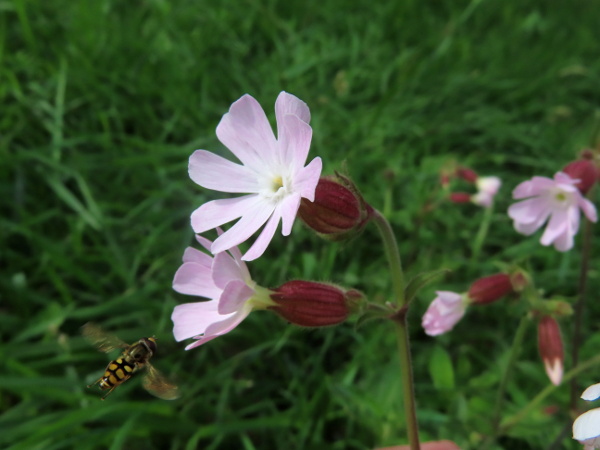 hybrid campion / Silene × hampeana: _Silene_ × _hampeana_ is a common spontaneous hybrid; its pale pink flowers are intermediate between its parent species, the white-flowering _Silene latifolia_ and the deep pink _Silene dioica_.