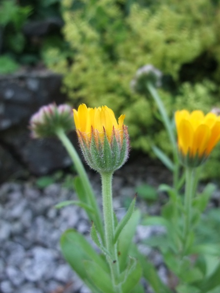 pot marigold / Calendula officinalis: In _Calendula officinalis_, the ligules are about twice as long as the phyllaries, in contrast to the much rarer arable weed _Calendula arvensis_.