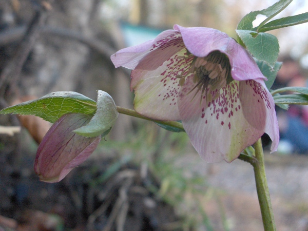 lenten rose / Helleborus orientalis: Its early flowering gives it the name of ‘lenten rose’.