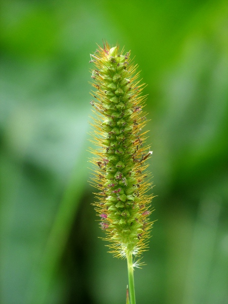 yellow bristle-grass / Setaria pumila: In _Setaria pumila_, the bristles are distinctly gingery.