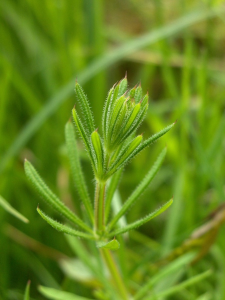 cleavers / Galium aparine