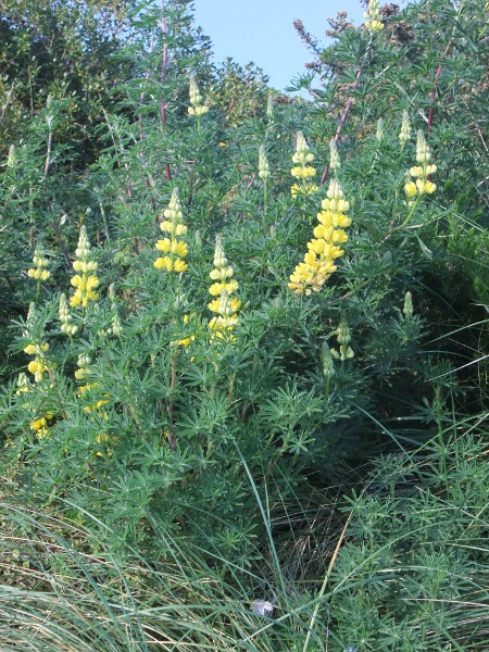 tree lupin / Lupinus arboreus: _Lupinus arboreus_ is an evergreen plant with a woody stem-base (all our other lupins die down in winter); it is naturalised in a number of locations, mostly on coastal sand or shingle.