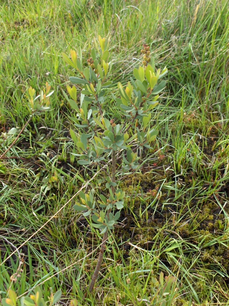 bog myrtle / Myrica gale