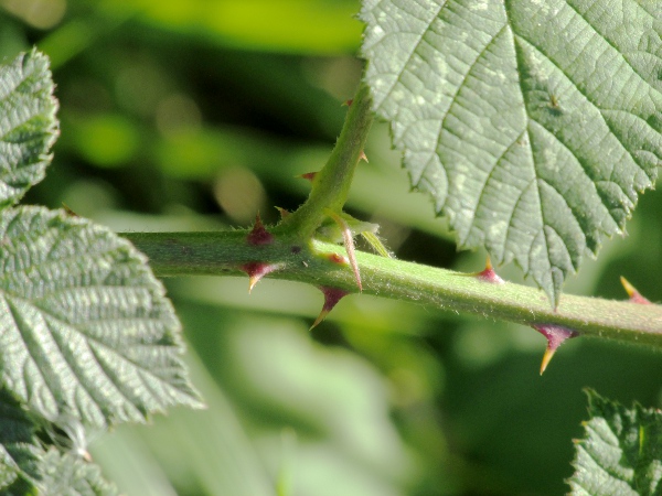 brambles / Rubus ser. Vestiti: The stipules are linear in _Rubus_ ser. _Vestiti_.