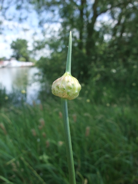 wild onion / Allium vineale: Before the inflorescence opens, it is contained within a papery spathe.