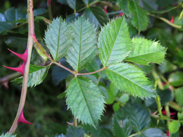 glandular dog-rose / Rosa squarrosa