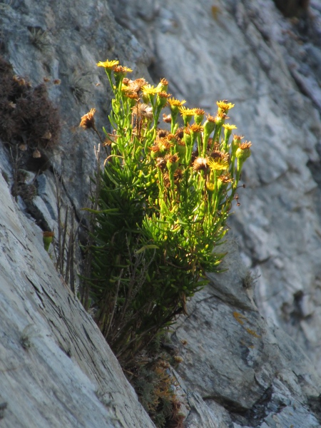 golden samphire / Limbarda crithmoides: Habitus