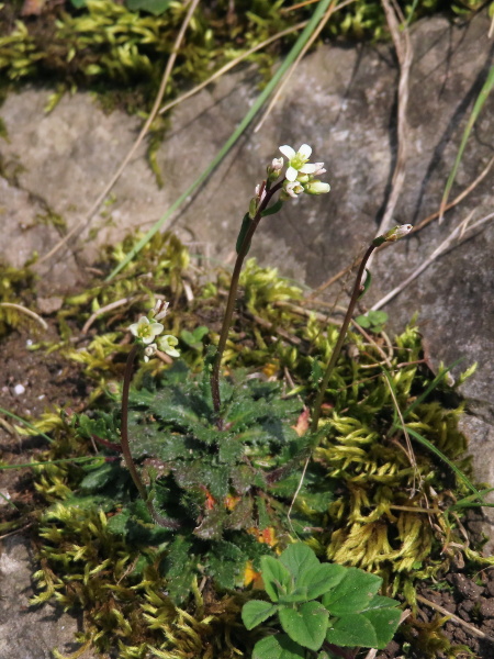 Bristol rock-cress / Arabis scabra: _Arabis scabra_ is a very rare species, restricted to the Avon Gorge in Bristol, and introduced to another site in Somerset; its inflorescences consist of a few white flowers.