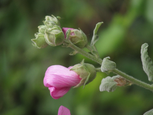 garden tree-mallow / Malva × clementii: _Malva_ × _clementii_ has one flower per axil, with a fused 3-segmented epicalyx almost as long as the calyx.