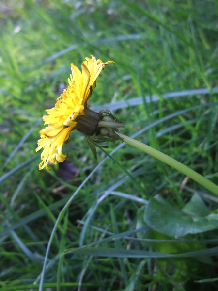 dandelions / Taraxacum sect. Taraxacum: _Taraxacum_ sect. _Taraxacum_ (_Ruderalia_) contains the most common dandelions of roadsides and other ruderal habitats.