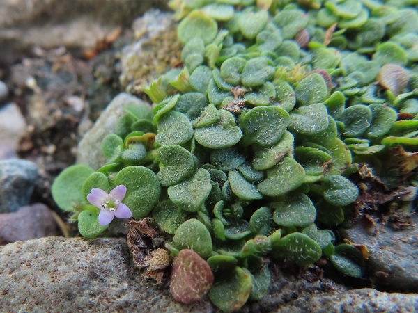 Corsican mint / Mentha requienii: _Mentha requienii_ is an aromatic creeping plant with tiny flowers; it is native to Corsica, Sardinia and the Tuscan island of Montecristo.