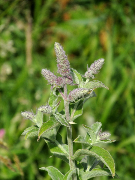 apple mint / Mentha × villosa: Shortly before anthesis