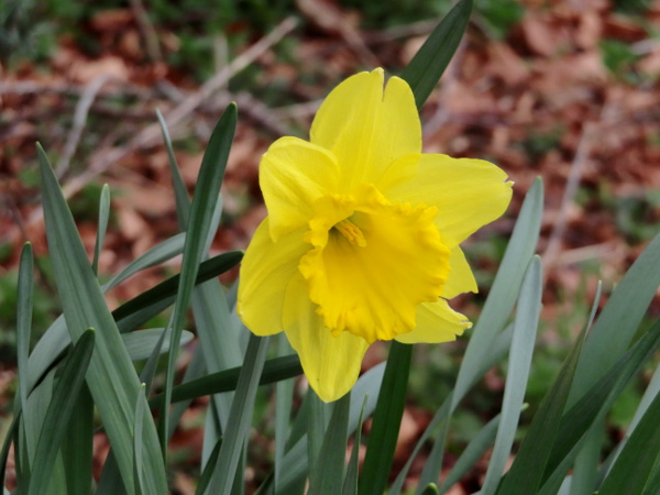 Spanish daffodil / Narcissus hispanicus: _Narcissus hispanicus_ differs from _Narcissus pseudonarcissus_ in having its tepals and corona (trumpet) the same colour.