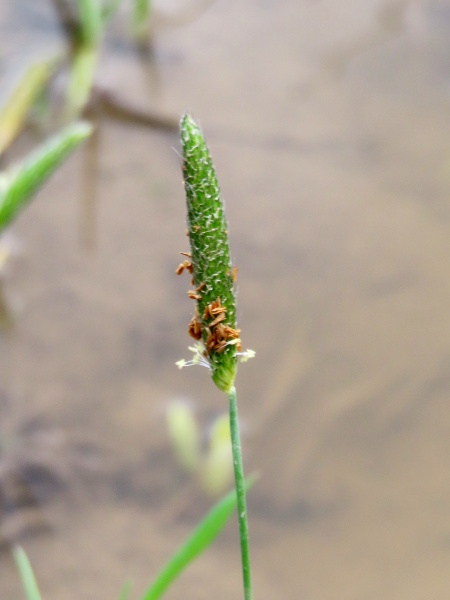 bulbous foxtail / Alopecurus bulbosus