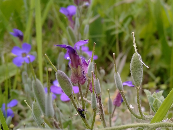 aubretia / Aubrieta deltoidea