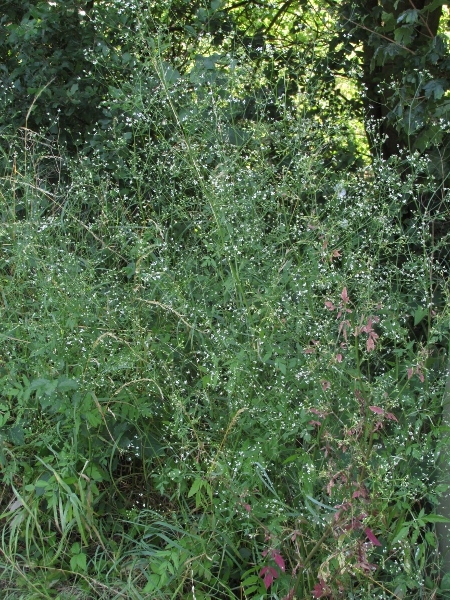 stone parsley / Sison amomum: _Sison amomum_ can be found in waysides and hedgerows on non-acidic soils in the southern half of England, the East Midlands, Deeside and a few other places in North Wales.