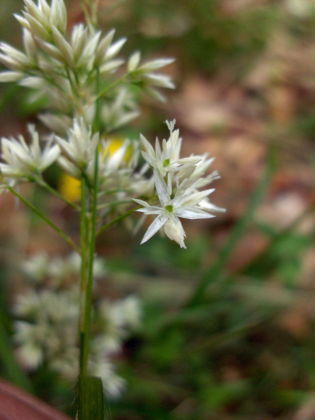 white wood-rush / Luzula luzuloides: The tepals of _Luzula luzuloides_ are dirty white.