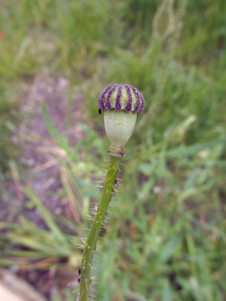 common poppy / Papaver rhoeas: Seed-head, showing 6 of the c. 12 stigmatic surfaces, and the patent hairs on the pedicel.