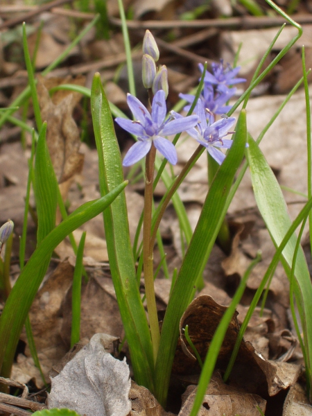 Alpine squill / Scilla bifolia: _Scilla bifolia_ is a widespread species in woodlands in continental Europe; it is an occasional garden escape in Great Britain.