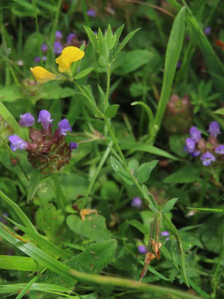 slender bird’s-foot trefoil / Lotus angustissimus: _Lotus angustissimus_ is a very rare species of coastal scrub; it closely resembles _Lotus subbiflorus_, but has longer, narrower fruits, and the standard petal has a slightly stronger bend.