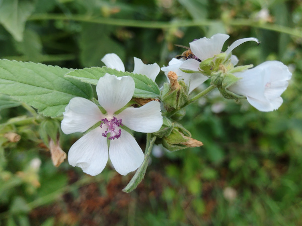 marsh mallow / Althaea officinalis: The flowers of _Althaea officinalis_ are pale pink, and rest on an epicalyx of 6–10 segments.