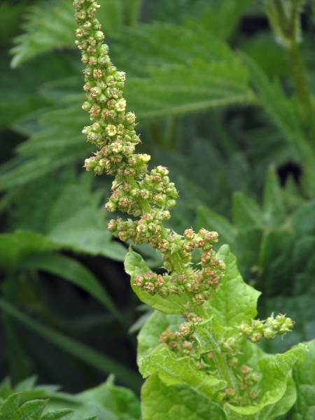 Good King Henry / Blitum bonus-henricus: The leaves of _Blitum bonus-henricus_ are triangular when flattened.