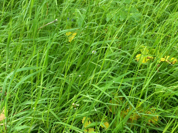 rough meadow-grass / Poa trivialis: Habitus