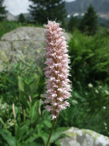 common bistort / Bistorta officinalis: The flowers of _Bistorta officinalis_ are pale pink and arranged into a cylindrical head.