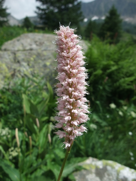 common bistort / Bistorta officinalis