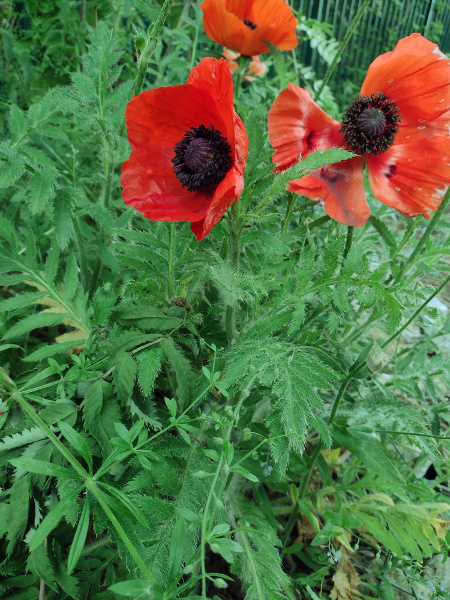 Oriental poppy / Papaver setiferum: _Papaver setiferum_ (_sensu lato_) is a conspicuously hairy tufted perennial with large red or pink flowers.