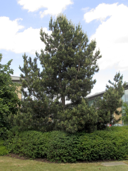 maritime pine / Pinus pinaster