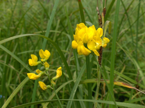 meadow vetchling / Lathyrus pratensis: _Lathyrus pratensis_ grows in grasslands across the British Isles.