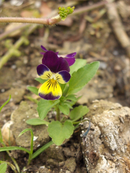 wild pansy / Viola tricolor: _Viola tricolor_ is found in a wide range of grassland types.