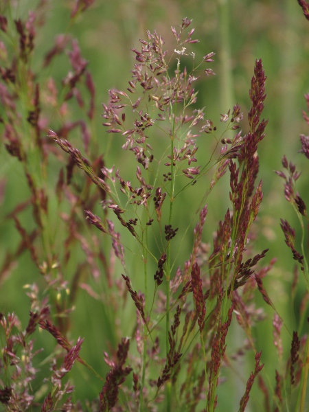 common bent / Agrostis capillaris: Inflorescence